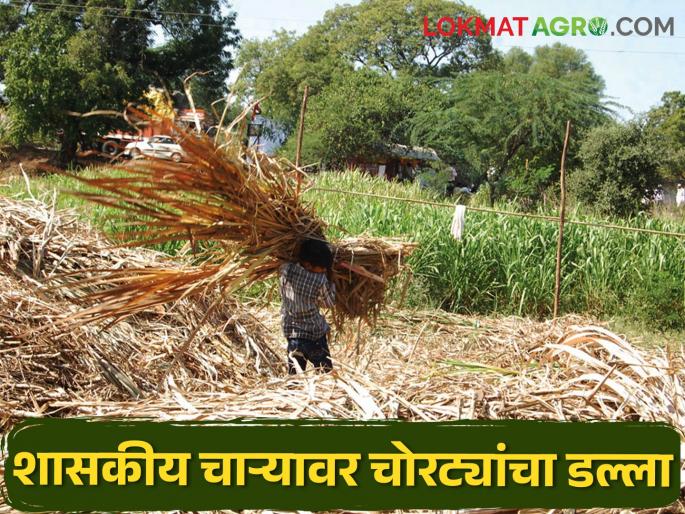 The fodder was stolen; This is the beginning of drought | चक्क चारा गेला चोरीला; दुष्काळाची अशी ही सुरुवात The fodder was stolen; This is the beginning of drought | चक्क चारा गेला चोरीला; दुष्काळाची अशी ही सुरुवात