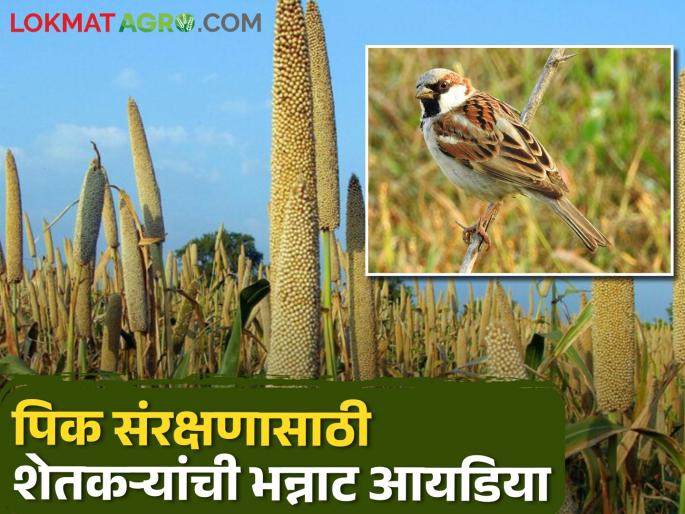 Birds and animals damage summer crop millets; Farmers have found a way | उन्हाळी बाजारीची प्राणी पक्ष्यांकडून नासाडी; शेतकऱ्यांनी लढवली शक्कल Birds and animals damage summer crop millets; Farmers have found a way | उन्हाळी बाजारीची प्राणी पक्ष्यांकडून नासाडी; शेतकऱ्यांनी लढवली शक्कल