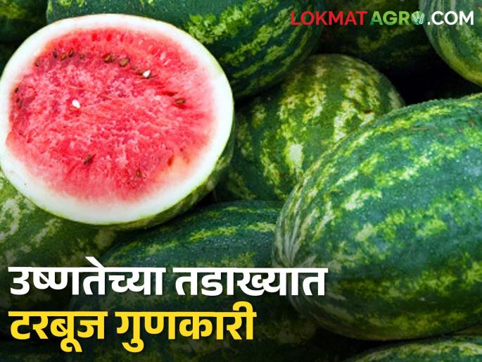 Eating watermelon provides temporary relief from heat | टरबूज खाल्ल्याने उष्णतेपासून काही काळ मिळतो आराम Eating watermelon provides temporary relief from heat | टरबूज खाल्ल्याने उष्णतेपासून काही काळ मिळतो आराम