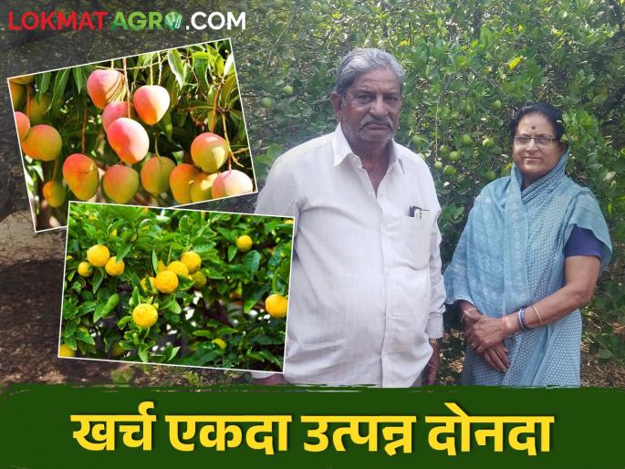 Rajendra does agriculture with his brother's advice; Guaranteed income from mixed garden | भावाच्या सल्लाने राजेंद्र करताहेत शेती; मिश्र फळबागेतून उत्पन्नाची हमी Rajendra does agriculture with his brother's advice; Guaranteed income from mixed garden | भावाच्या सल्लाने राजेंद्र करताहेत शेती; मिश्र फळबागेतून उत्पन्नाची हमी