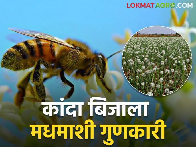 Onion seed production will decrease this year because of honeybees | यंदा कांदा बिजाचे उत्पादन घटणार; मधमाश्या ठरताहेत करणीभूत? Onion seed production will decrease this year because of honeybees | यंदा कांदा बिजाचे उत्पादन घटणार; मधमाश्या ठरताहेत करणीभूत?