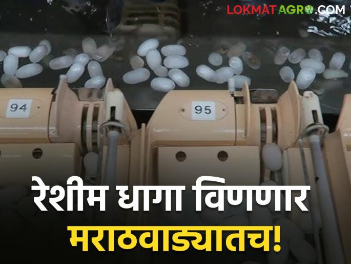 Silk thread will be woven in Marathwada! Karnataka, Rampur cycle will stop | मराठवाड्यात विणणार रेशीम धागा! कर्नाटक, रामपूरची चक्कर थांबणार Silk thread will be woven in Marathwada! Karnataka, Rampur cycle will stop | मराठवाड्यात विणणार रेशीम धागा! कर्नाटक, रामपूरची चक्कर थांबणार