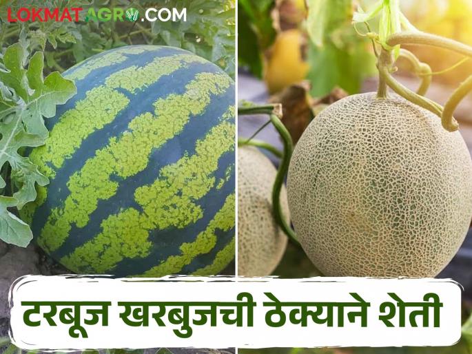 Cultivation of Watermelon, Melon; Space is taken by contract! | ठेक्याच्या शेतात टरबूज खरबुजाच्या वाड्या; दूधणा प्रकल्प ग्रस्त शेतजमिनिचा असाही वापर Cultivation of Watermelon, Melon; Space is taken by contract! | ठेक्याच्या शेतात टरबूज खरबुजाच्या वाड्या; दूधणा प्रकल्प ग्रस्त शेतजमिनिचा असाही वापर