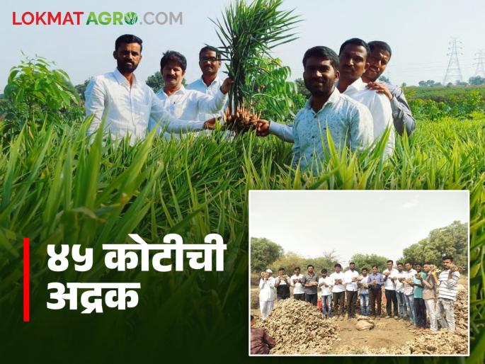45 crores earned by farmers from ginger production; Tambewadi village is a role model for the state | अद्रक उत्पादनातून शेतकऱ्यांनी कमावले ४५ कोटी; तांबेवाडी गावाचा राज्यासमोर आदर्श 45 crores earned by farmers from ginger production; Tambewadi village is a role model for the state | अद्रक उत्पादनातून शेतकऱ्यांनी कमावले ४५ कोटी; तांबेवाडी गावाचा राज्यासमोर आदर्श