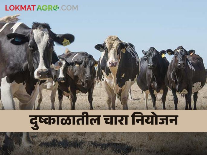What should be planned while managing livestock during drought? Read on | दुष्काळात पशुधन व्यवस्थापन करतांना काय नियोजन करावे? वाचा What should be planned while managing livestock during drought? Read on | दुष्काळात पशुधन व्यवस्थापन करतांना काय नियोजन करावे? वाचा
