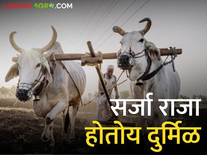 An increase in the number of milk animals, but the number of bulls decreased! | दुधाळ जनावरांच्या संख्येत वाढ, मात्र बैल झाले कमी!