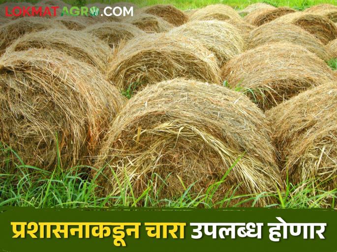 Fodder sowing on 1 thousand 500 hectares due to drought, distribution of seeds to farmers | दुष्काळामुळे १ हजार ५०० हेक्टरवर चाऱ्यांची पेरणी, शेतकऱ्यांना बियाणांचे वाटप Fodder sowing on 1 thousand 500 hectares due to drought, distribution of seeds to farmers | दुष्काळामुळे १ हजार ५०० हेक्टरवर चाऱ्यांची पेरणी, शेतकऱ्यांना बियाणांचे वाटप