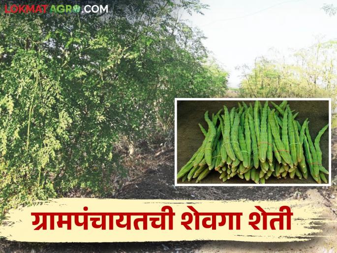 Gram Panchayat will get financial income increase through drumstick cultivation | शेवगा लागवडीतून ग्रामपंचायत साधणार आर्थिक उत्पन्नवाढ Gram Panchayat will get financial income increase through drumstick cultivation | शेवगा लागवडीतून ग्रामपंचायत साधणार आर्थिक उत्पन्नवाढ