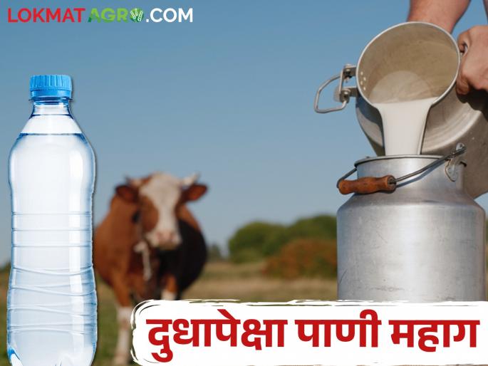 20 rupees to buy a liter of water and 25 rupees for milk; Milk producers in crisis | एक लिटर पाणी खरेदी करण्यासाठी २० रुपये अन् दुधाला २५ रुपये भाव ; दूध उत्पादक संकटात 20 rupees to buy a liter of water and 25 rupees for milk; Milk producers in crisis | एक लिटर पाणी खरेदी करण्यासाठी २० रुपये अन् दुधाला २५ रुपये भाव ; दूध उत्पादक संकटात