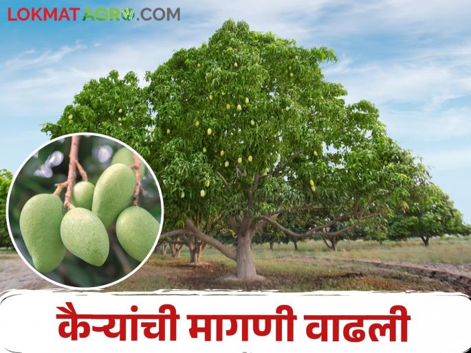 Sale of kairy per hundred fruits to per kilo; Increase in demand, increase in price | शेकडा भावात मिळणाऱ्या कैऱ्यांची किलोप्रमाणे विक्री; मागणी वाढली, दरात वाढ