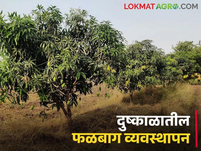 Orchards will survive even in low water; Do the planning | कमी पाण्यात सुद्धा जीवंत राहतील फळबागा; असे करा नियोजन