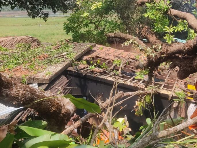 A woman was injured when a tree fell on her house | घरावर झाड कोसळून महिला जखमी  A woman was injured when a tree fell on her house | घरावर झाड कोसळून महिला जखमी