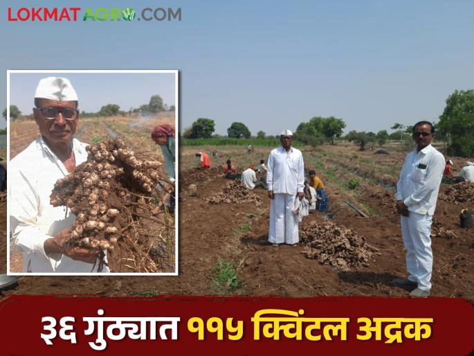 The farmer obtained 115 quintals of ginger production in just 36 guntha | अवघ्या ३६ गुंठ्यात शेतकऱ्याने मिळविले ११५ क्विंटल अद्रकीचे उत्पादन The farmer obtained 115 quintals of ginger production in just 36 guntha | अवघ्या ३६ गुंठ्यात शेतकऱ्याने मिळविले ११५ क्विंटल अद्रकीचे उत्पादन