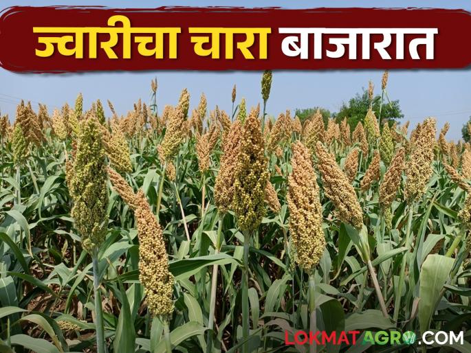 Arrangement of feeding of one lakh animals; Relief to farmers during drought | एक लाख जनावरांच्या खाद्याची व्यवस्था; दुष्काळात शेतकऱ्यांना दिलासा Arrangement of feeding of one lakh animals; Relief to farmers during drought | एक लाख जनावरांच्या खाद्याची व्यवस्था; दुष्काळात शेतकऱ्यांना दिलासा