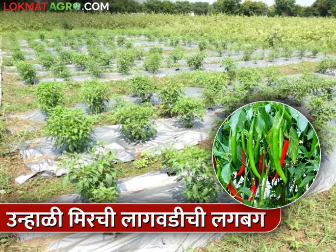 Chili farmers get to work: mulching, drip, water planning; Fear of summer | मिरची उत्पादक शेतकरी लागले कामाला : मल्चिंग, ठिबक, पाण्याचे नियोजन; उन्हाची भीती Chili farmers get to work: mulching, drip, water planning; Fear of summer | मिरची उत्पादक शेतकरी लागले कामाला : मल्चिंग, ठिबक, पाण्याचे नियोजन; उन्हाची भीती