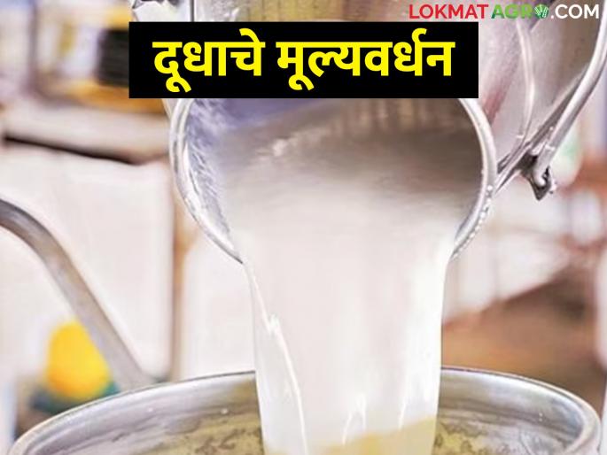 Money does not come from selling milk; Then try this solution | दूध विकून पैसे हाती येत नाही; मग हा उपाय करून बघा Money does not come from selling milk; Then try this solution | दूध विकून पैसे हाती येत नाही; मग हा उपाय करून बघा