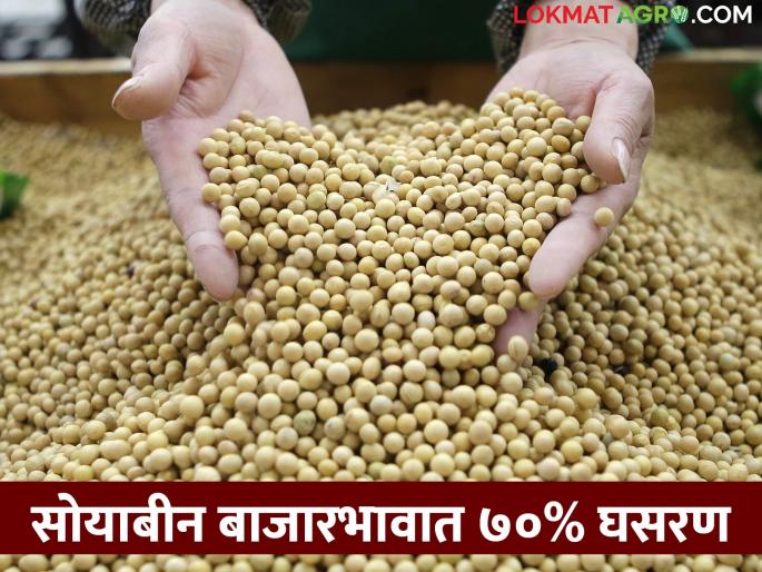 Soybean prices hit rock bottom; Cost of production is not coming in hand | सोयाबीनचे भाव गेले तळाला; उत्पादन खर्च ही हाती पडेना Soybean prices hit rock bottom; Cost of production is not coming in hand | सोयाबीनचे भाव गेले तळाला; उत्पादन खर्च ही हाती पडेना
