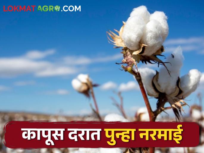 Yellow gold is booming while farmers' white gold is in recession | पिवळे सोने तेजीत तर शेतकऱ्यांचे पांढरे सोने मात्र मंदीत