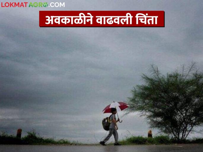 The forecast of unseasonal weather increased the farmers' anxiety | अवकाळीच्या अंदाजामुळे शेतकऱ्यांची चिंता वाढली The forecast of unseasonal weather increased the farmers' anxiety | अवकाळीच्या अंदाजामुळे शेतकऱ्यांची चिंता वाढली