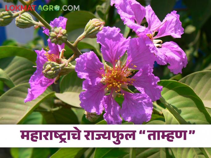 Stateflower Tamhan blossomed at Tokai Fort in Marathwada | मराठवाड्याच्या टोकाई गडावर फुलले राज्यफूल ताम्हण Stateflower Tamhan blossomed at Tokai Fort in Marathwada | मराठवाड्याच्या टोकाई गडावर फुलले राज्यफूल ताम्हण