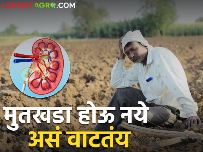 Farmer brothers forget to drink water in the noise of work! kidney stone will occur | शेतकरी बांधवानो कामाच्या नादात पाणी पिण्याचं विसरून जाताय! सावधान होईल मुतखडा Farmer brothers forget to drink water in the noise of work! kidney stone will occur | शेतकरी बांधवानो कामाच्या नादात पाणी पिण्याचं विसरून जाताय! सावधान होईल मुतखडा