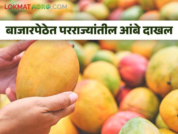 Eat the mangoes as desired; Mangoes entered the market | आंब्यांवर मनसोक्त मारा ताव; बाजारपेठेत आंबे दाखल Eat the mangoes as desired; Mangoes entered the market | आंब्यांवर मनसोक्त मारा ताव; बाजारपेठेत आंबे दाखल
