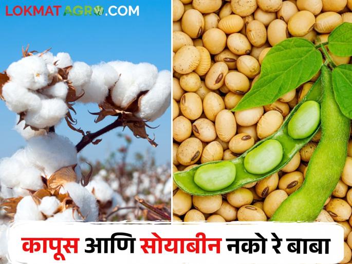 Cotton soybean storage space is precious; But there is no person to ask the crops | कापूस सोयाबीनने साठवलेली जागा खातेय भाव; मात्र पिकांना विचारायला नाही कोणी राव