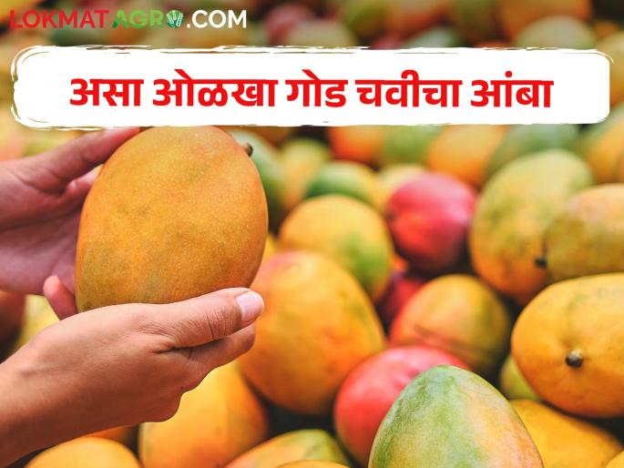 Identify sweet tasting and ripe mangoes now with these simple tips | गोड चवीचा आणि पिकलेला आंबा आता ओळखा या सोप्या टिप्सने