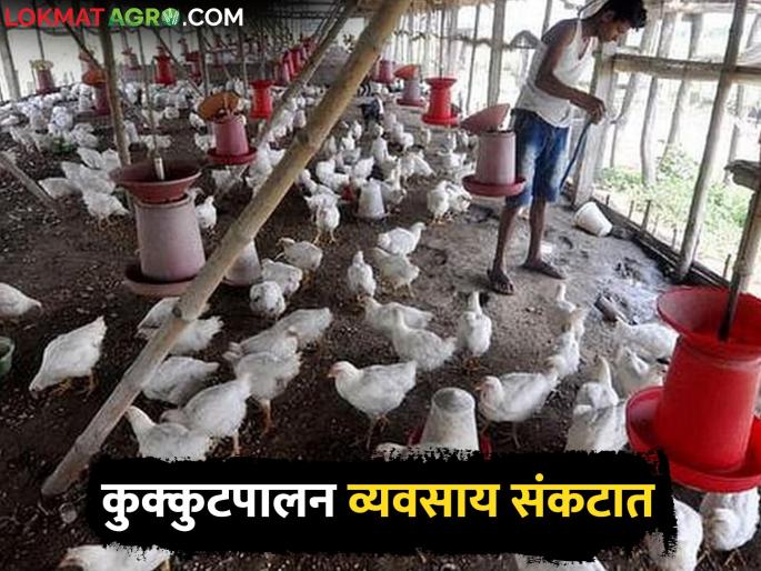 effect of weather; Poultry business is getting hit by summer heat | हवामानाचा परिणाम; पोल्ट्री व्यवसायाला बसतोय उन्हाच्या चटक्यांचा फटका effect of weather; Poultry business is getting hit by summer heat | हवामानाचा परिणाम; पोल्ट्री व्यवसायाला बसतोय उन्हाच्या चटक्यांचा फटका