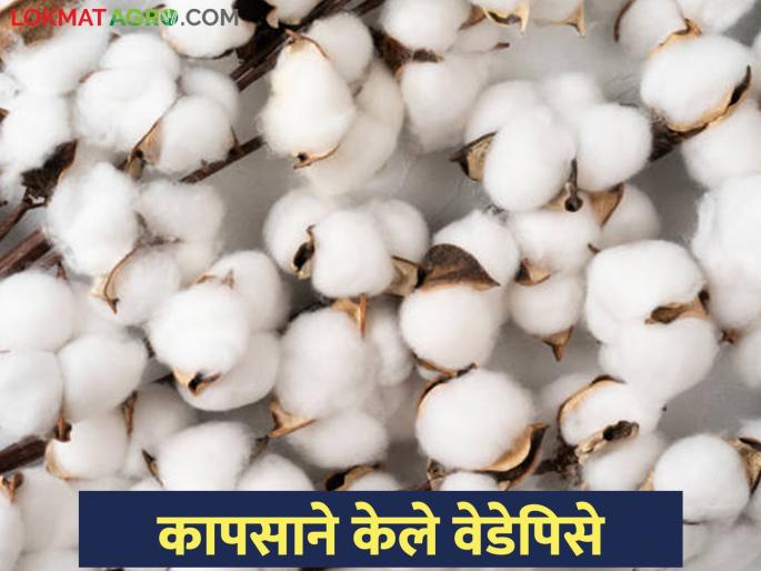 Gold prices skyrocketed; What about the price of white gold! | सोन्याचे दर गगनाला; पांढऱ्या सोन्याच्या दराचे काय! Gold prices skyrocketed; What about the price of white gold! | सोन्याचे दर गगनाला; पांढऱ्या सोन्याच्या दराचे काय!