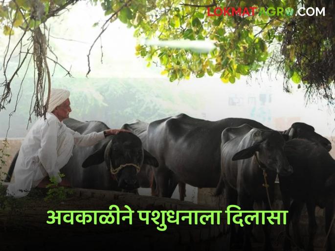 Bad weather; But there will be some relief from fodder and water scarcity | अवकाळीचा फटका; पण चारा पाणी टंचाईतून काहीअंशी होणार सुटका Bad weather; But there will be some relief from fodder and water scarcity | अवकाळीचा फटका; पण चारा पाणी टंचाईतून काहीअंशी होणार सुटका