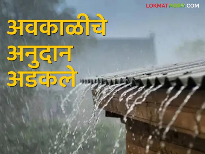 As the portal was closed for eight days, the Unseasonal rain grant got stuck | आठ दिवसांपासून पोर्टल बंद पडल्याने अवकाळीचे अनुदान अडकले As the portal was closed for eight days, the Unseasonal rain grant got stuck | आठ दिवसांपासून पोर्टल बंद पडल्याने अवकाळीचे अनुदान अडकले