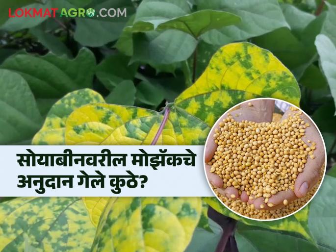 Farmers not get soybeans mosaic subsidy | शेतकऱ्यांना सोयाबीनवरील मोझॅकचे अनुदान काही मिळेना Farmers not get soybeans mosaic subsidy | शेतकऱ्यांना सोयाबीनवरील मोझॅकचे अनुदान काही मिळेना
