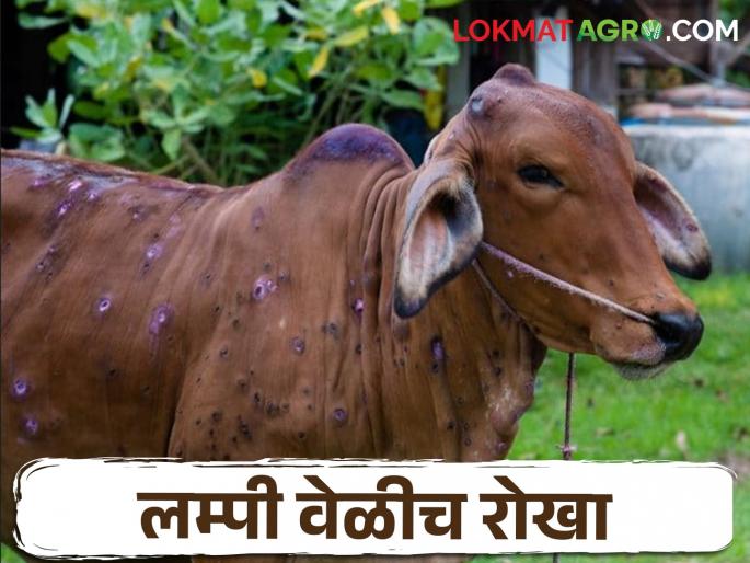 Get lumpy preventive vaccination for livestock | पशुधनासाठी लम्पी प्रतिबंधात्मक लसीकरण करून घ्या  Get lumpy preventive vaccination for livestock | पशुधनासाठी लम्पी प्रतिबंधात्मक लसीकरण करून घ्या