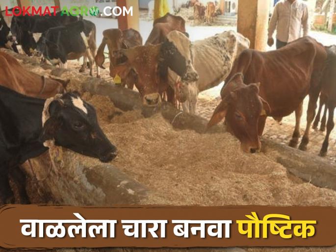 Apply urea treatment on dried fodder to get nutritious fodder | वाळलेल्या चाऱ्यावर करा युरिया प्रक्रिया मिळेल पौष्टिक चारा Apply urea treatment on dried fodder to get nutritious fodder | वाळलेल्या चाऱ्यावर करा युरिया प्रक्रिया मिळेल पौष्टिक चारा
