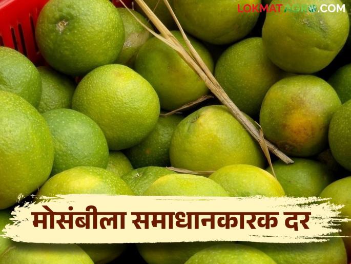 Mrig bahar mosambi highest rate in pachod market committee | मृग बहार मोसंबीला पाचोड बाजार समितीत सर्वोच्च दर