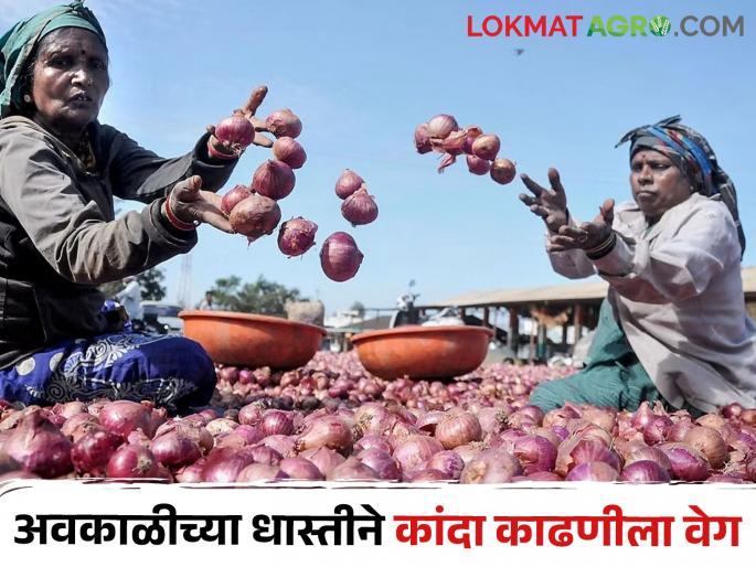 The body is scorched by the heat and farmers is in a hurry to remove the onion! | कडक उन्हाने अंगाची लाही अन त्यातच बळीराजाची कांदा काढण्याची घाई! The body is scorched by the heat and farmers is in a hurry to remove the onion! | कडक उन्हाने अंगाची लाही अन त्यातच बळीराजाची कांदा काढण्याची घाई!