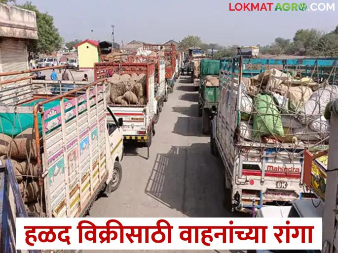 Marathwada Vidarbha, Khandesh Turmeric are sales in Hingoli | मराठवाड्यासह विदर्भ, खान्देशातील हळद विक्रीला हिंगोलीत Marathwada Vidarbha, Khandesh Turmeric are sales in Hingoli | मराठवाड्यासह विदर्भ, खान्देशातील हळद विक्रीला हिंगोलीत