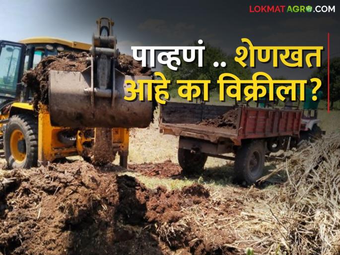 The 'golden' days of cow dung came due to the decline of livestock | पशुधन घटल्यामुळे शेणखताला आले 'सोन्याचे' दिवस