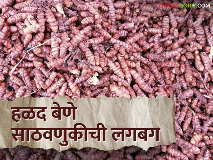 For proper and good Turmeric germination in next year; Farmers try to keep the turmeric roots safe | हळदीचा उतारा पुढीलवर्षी चांगला येण्याकरीता; बेणे सुरक्षित ठेवण्यासाठी शेतकऱ्यांची लगबग