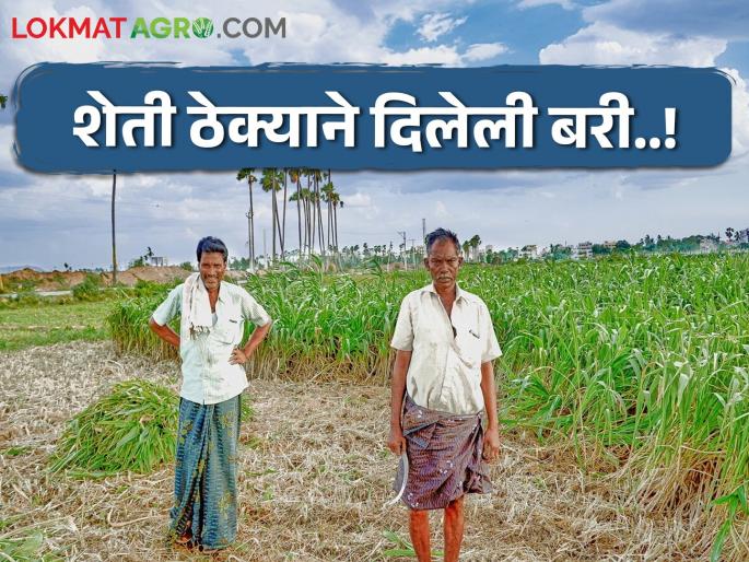 Unreliable agriculture is now getting contract support! | बिनभरवशाच्या शेतीला आता मिळतोय ठेक्याचा आधार! Unreliable agriculture is now getting contract support! | बिनभरवशाच्या शेतीला आता मिळतोय ठेक्याचा आधार!