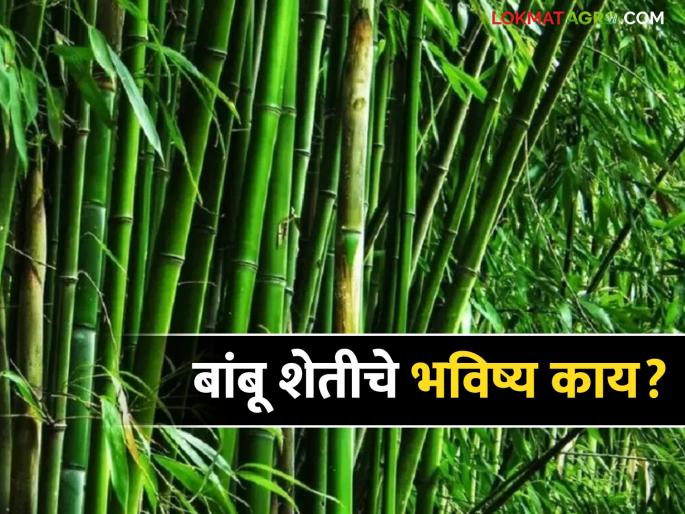 Farmer brothers, bamboo farming is a new opportunity; But in thought? | शेतकरी बांधवांनो बांबू शेती म्हणजे नवीन संधी; पण विचारांती? Farmer brothers, bamboo farming is a new opportunity; But in thought? | शेतकरी बांधवांनो बांबू शेती म्हणजे नवीन संधी; पण विचारांती?
