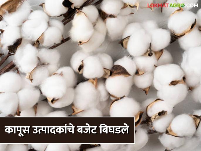 Cotton farmers are desperate; the financial budget has deteriorated, even the cost of cultivation has not been paid | कापूस उत्पादक शेतकरी हतबल; आर्थिक बजेट बिघडले, लागवड खर्चही निघेना Cotton farmers are desperate; the financial budget has deteriorated, even the cost of cultivation has not been paid | कापूस उत्पादक शेतकरी हतबल; आर्थिक बजेट बिघडले, लागवड खर्चही निघेना