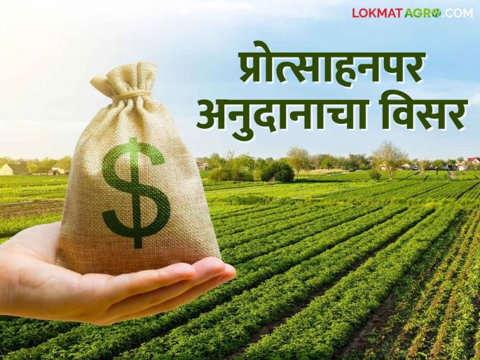 The government forgot about the incentive subsidy; Farmers have been waiting for help for eight years | शासनाला प्रोत्साहनपर अनुदानाचा पडला विसर; आठ वर्षांपासून शेतकऱ्यांना मदतीची प्रतीक्षा The government forgot about the incentive subsidy; Farmers have been waiting for help for eight years | शासनाला प्रोत्साहनपर अनुदानाचा पडला विसर; आठ वर्षांपासून शेतकऱ्यांना मदतीची प्रतीक्षा