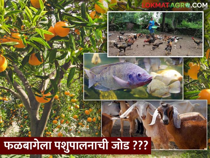 Umesh Rao's success story; livestock, goats, poultry coupled with orchard fisheries | उमेशरावांची बातचं न्यारी; पशू, शेळी, कुक्कुट पालनासह फळबागेला मत्स्यपालनाची जोडी Umesh Rao's success story; livestock, goats, poultry coupled with orchard fisheries | उमेशरावांची बातचं न्यारी; पशू, शेळी, कुक्कुट पालनासह फळबागेला मत्स्यपालनाची जोडी