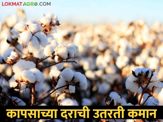 The price of gold is cross 75 thousand, cotton is being killed in 7 thousand | सोन्याचे दर ७५ हजार पार, कापूस होतोय ७ हजारांत ठार