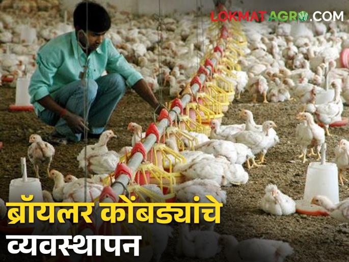 Using modern techniques in broiler chicken farming will give more income in less days | ब्रॉयलर कोंबडी पालनात आधुनिक तंत्राचा वापर केल्यास मिळेल कमी दिवसात अधिक उत्पन्न Using modern techniques in broiler chicken farming will give more income in less days | ब्रॉयलर कोंबडी पालनात आधुनिक तंत्राचा वापर केल्यास मिळेल कमी दिवसात अधिक उत्पन्न