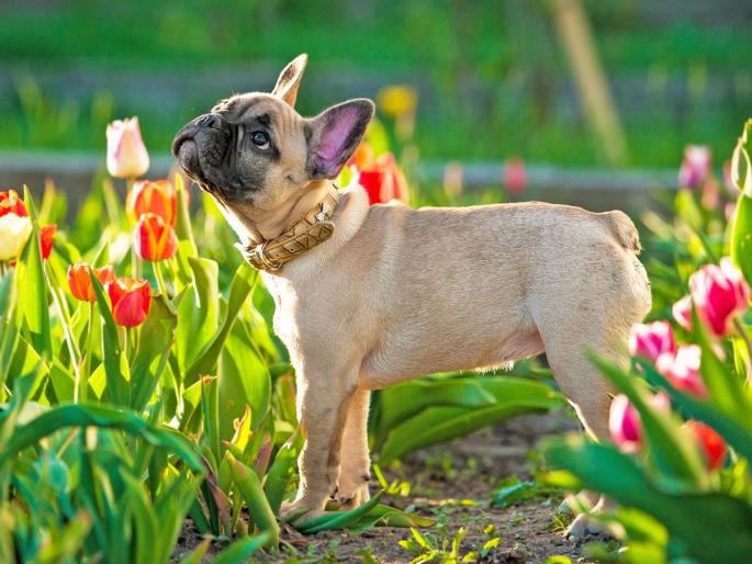 Engineer attacked with bricks for walking dog in garden | बगिच्यात कुत्रा फिरविला म्हणून अभियंत्यावर विटांनी हल्ला Engineer attacked with bricks for walking dog in garden | बगिच्यात कुत्रा फिरविला म्हणून अभियंत्यावर विटांनी हल्ला