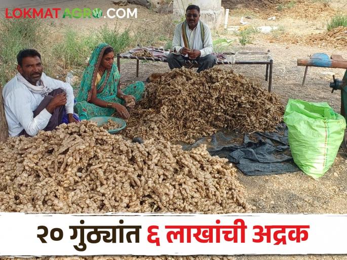 two year back remove ginger through rotavator, now earn 6 lakh in twenty gunta ginger | दोन वर्षांपूर्वी फिरविला होता रोटोव्हेटर; आत २० गुंठ्यांत झाली ६ लाखांची अद्रक two year back remove ginger through rotavator, now earn 6 lakh in twenty gunta ginger | दोन वर्षांपूर्वी फिरविला होता रोटोव्हेटर; आत २० गुंठ्यांत झाली ६ लाखांची अद्रक