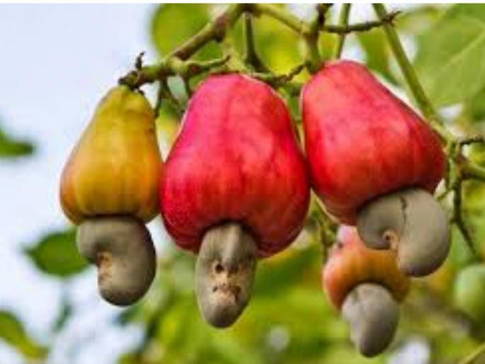 Make the base price Rs 200, cashew growers demand | आधारभूत किमत २०० रुपये करा, काजू उत्पादकांची मागणी Make the base price Rs 200, cashew growers demand | आधारभूत किमत २०० रुपये करा, काजू उत्पादकांची मागणी